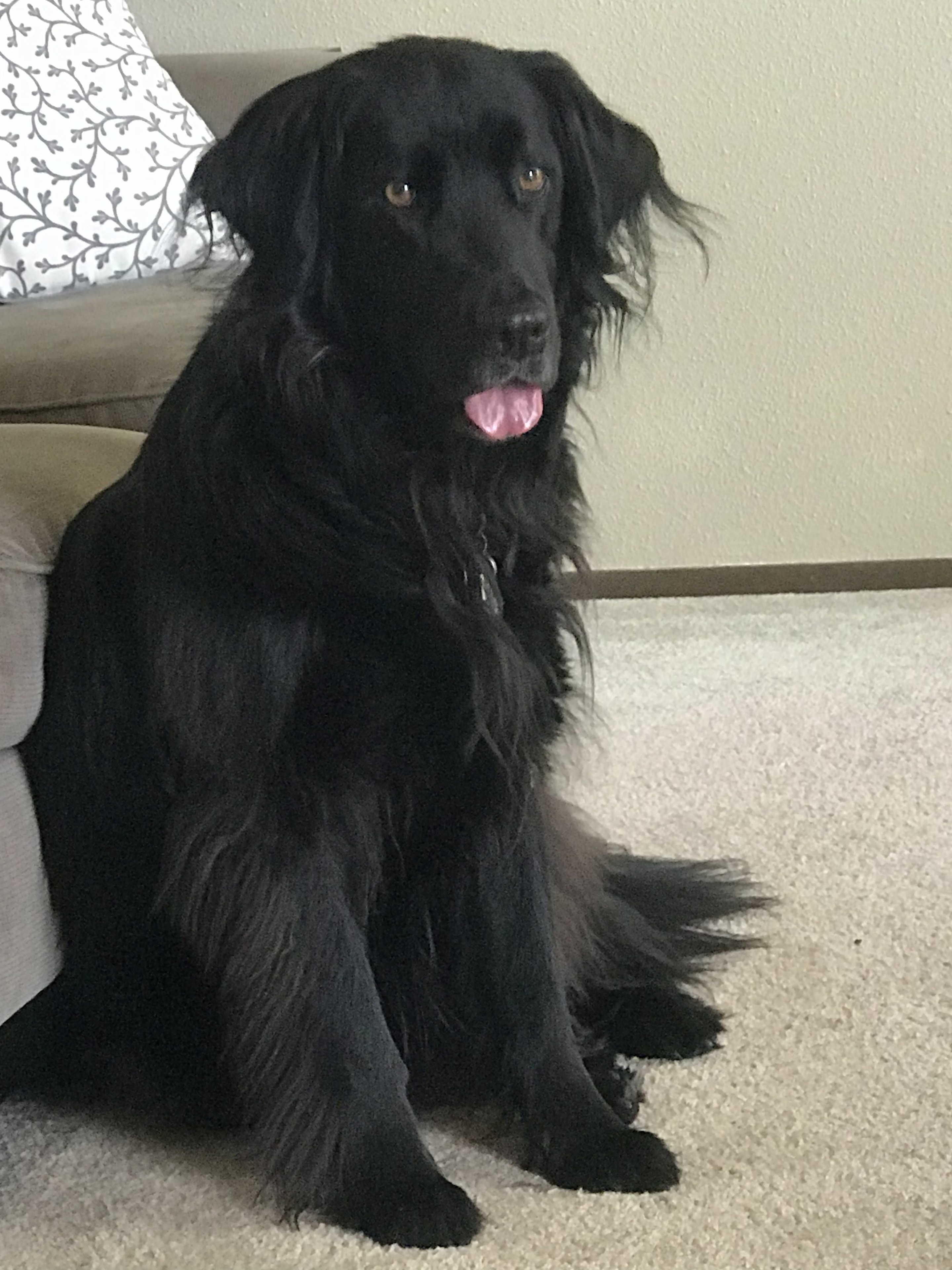 Missy, the Dragon Breath Games black lab mascot